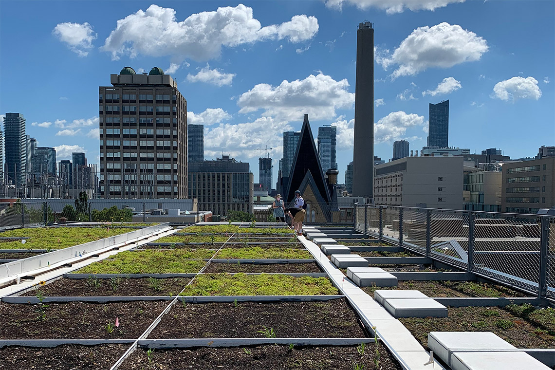 View of U of T training and research program to focus on green roofs, other ...