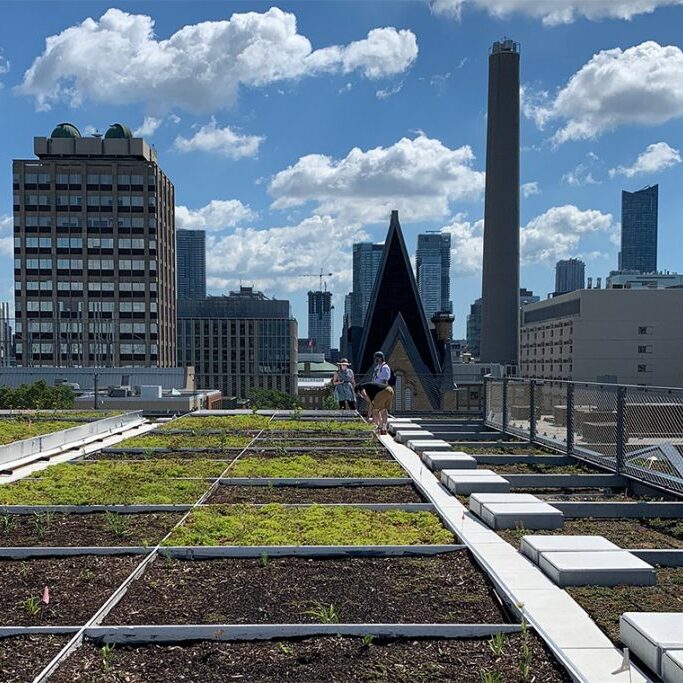 The DLIFES network provides training in the design, construction and management of engineered vegetative systems such as rooftop gardens (photo courtesy of the Daniels Faculty)