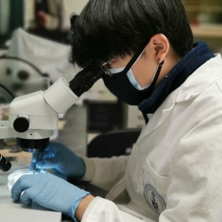 Graduate research assistant Weiwu Chen (CivMin) counts microplastics using a microscope in the lab of Professor Elodie Passeport (CivMin, ChemE). (Photo: Shuyao Tan)