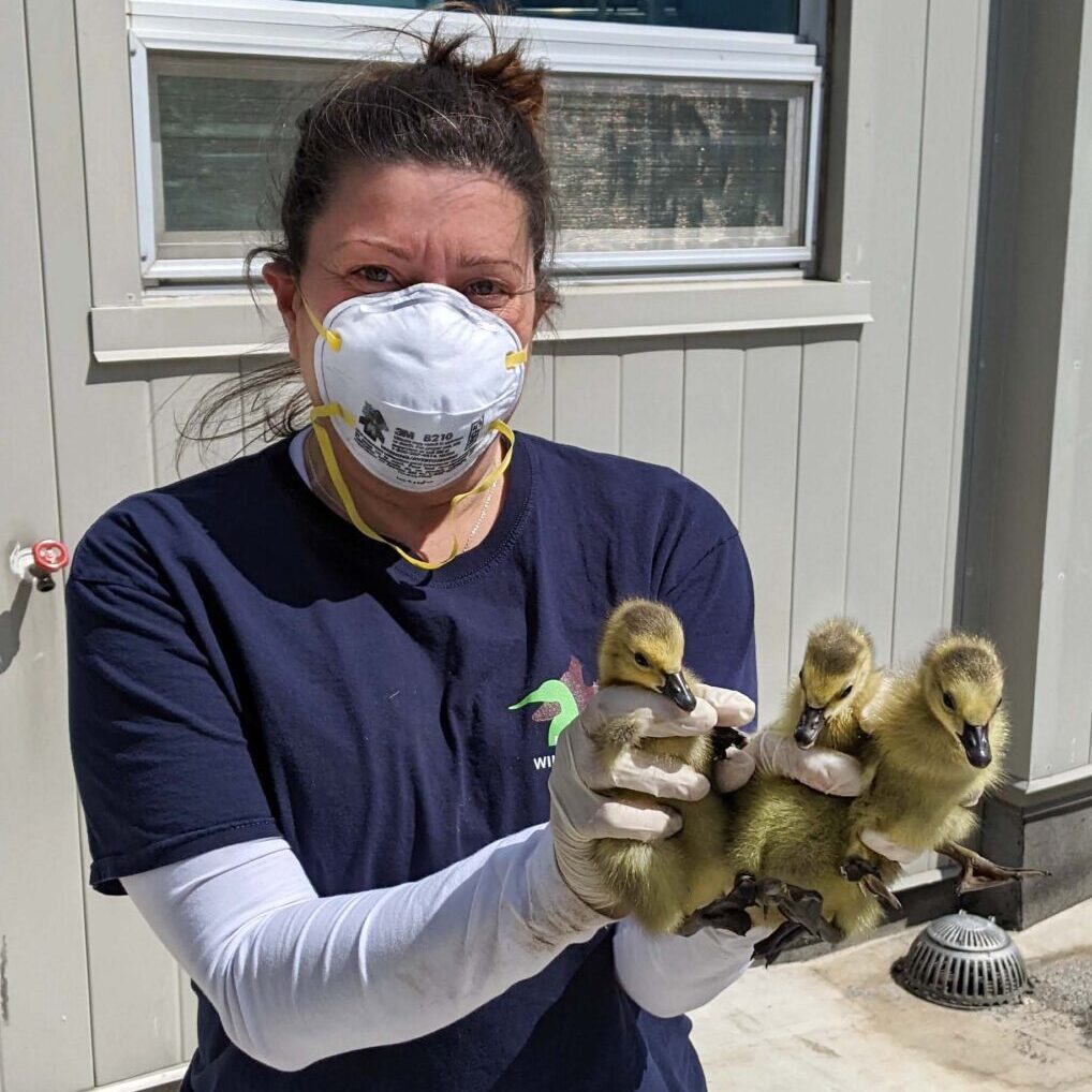 Rescued goslings on the rooftop GRITLab on Friday, April 29. (Photo by Prof. Jennifer Drake)
